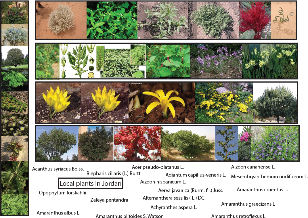 Plants In Jordan - Amaranthus Viridis (1072x784), Png Download