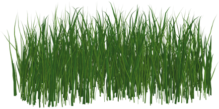 Grama Grass Freetoedit - Fussballrasen Png (508x240), Png Download