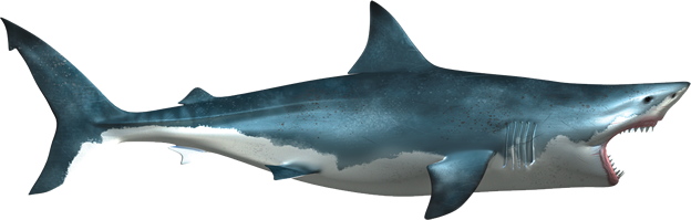 Great White Shark, Sharks, Clip Art, Shark, Illustrations - Shark Png (624x199), Png Download