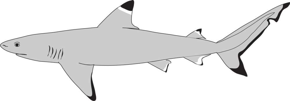 Shark Icon - Icon (1000x350), Png Download