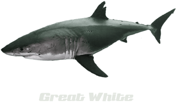 Nurse Shark (400x400), Png Download