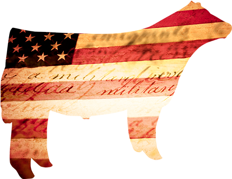 Happy 4th Of July - Livestock 4th Of July (602x383), Png Download