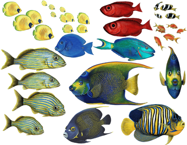 Tropical Fish Combo Pack Wall Decals Stickers - Tropical Fish (600x600), Png Download