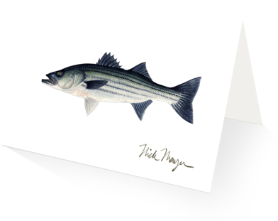 Striped Bass, Schoolie - Bass Fishing (480x387), Png Download