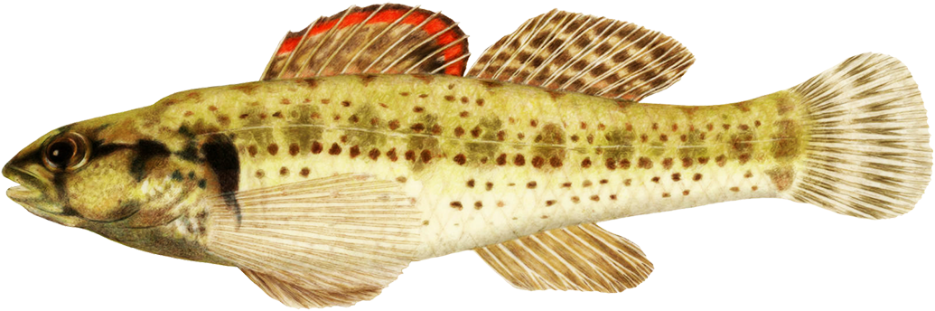 Tropical Fish Clipart Realistic Fish - Fish (1063x439), Png Download