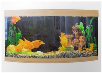 Beautiful Semi-circular Aquarium With Tropical Fish - Setting Up A Tropical Aquarium: Week By Week (400x400), Png Download