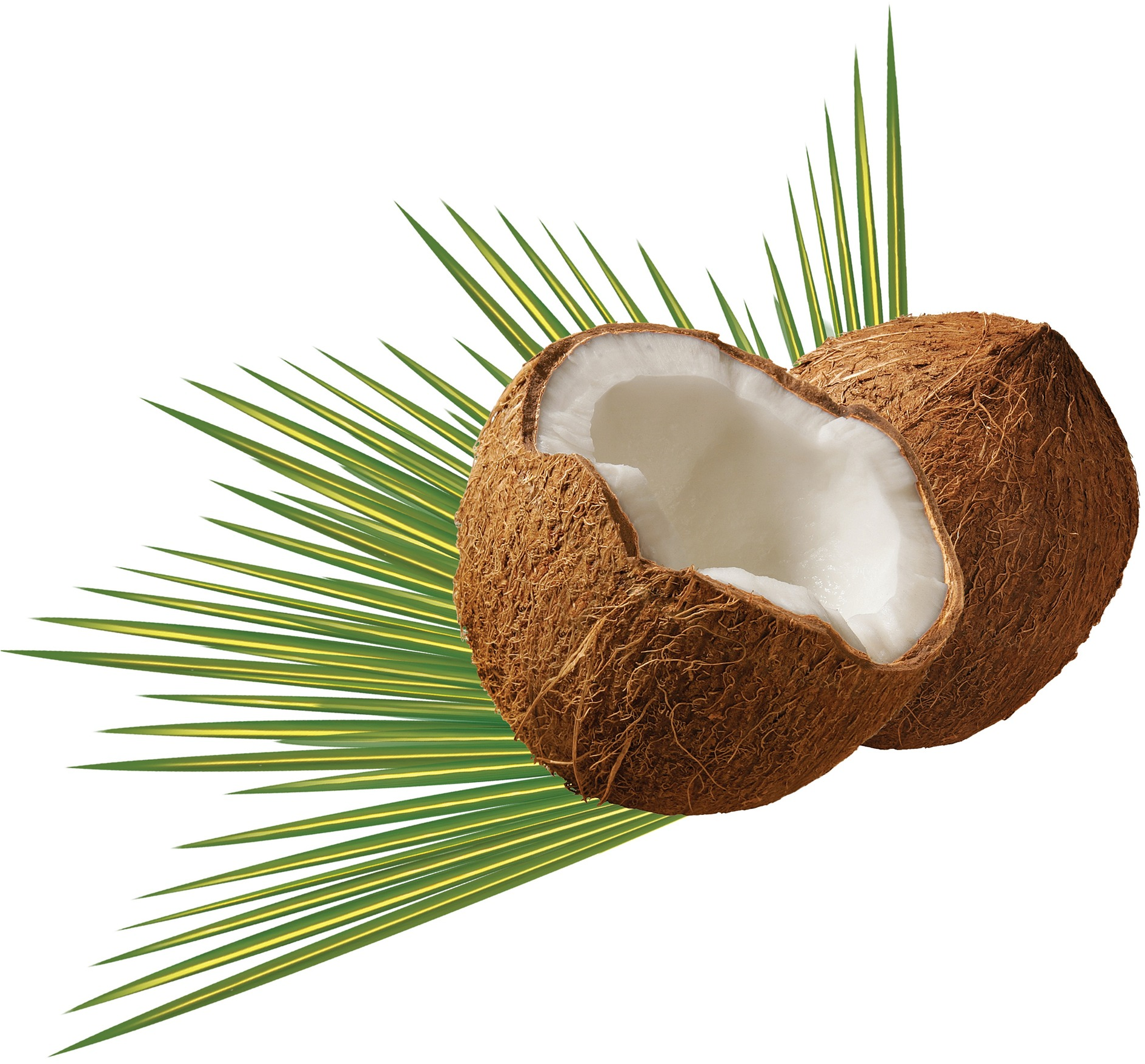 L'huile De Coco Est Votre Meilleure Amie - Coconut Png (1920x1920), Png Download