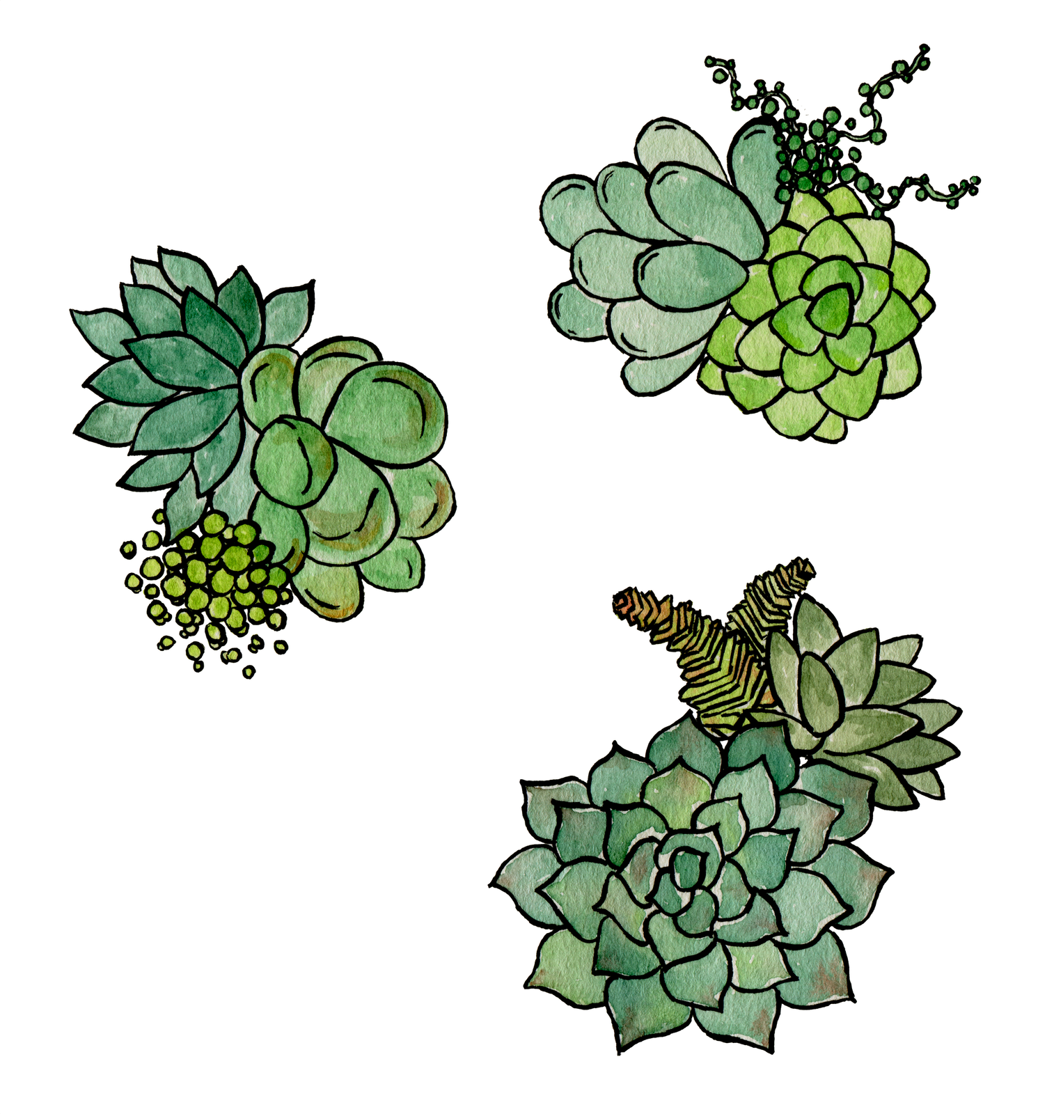 Succulentpattern001 Final - Unisex (1514x1600), Png Download