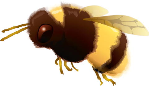 Bumblebee - Real Bumble Bee Png (600x600), Png Download
