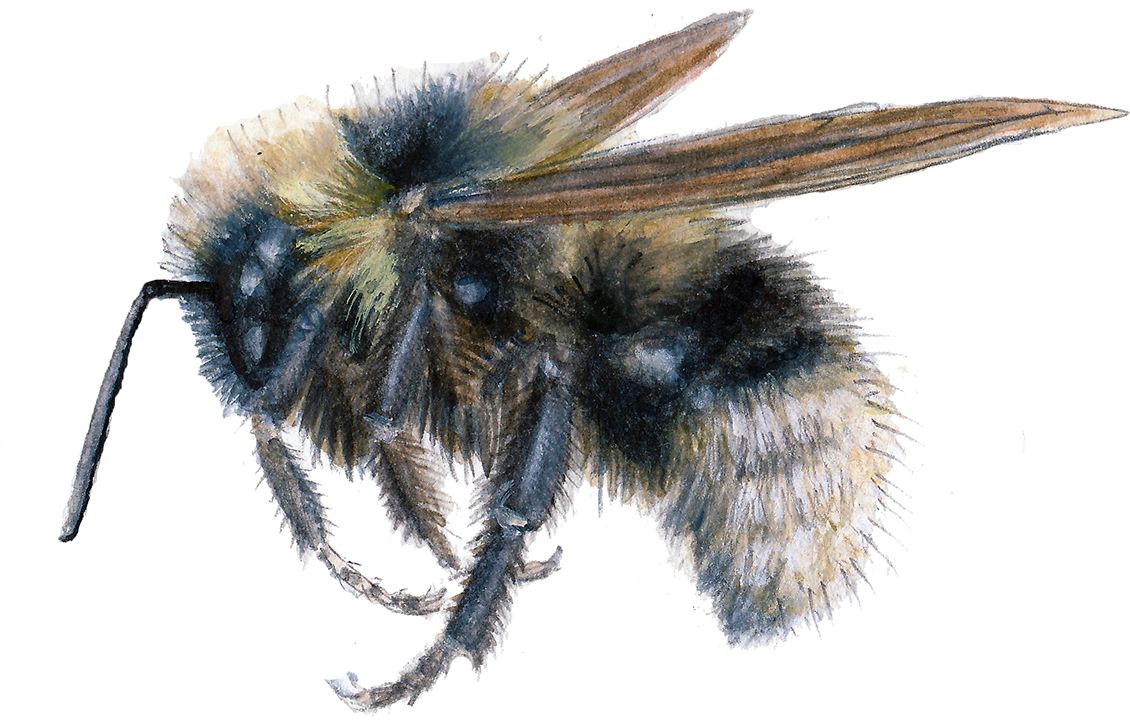 Barbut's Cuckoo Bumblebee - Bumblebee (1200x859), Png Download