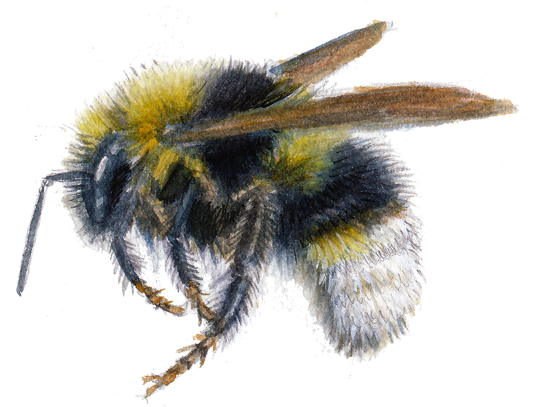 New Bumblebees (1200x910), Png Download