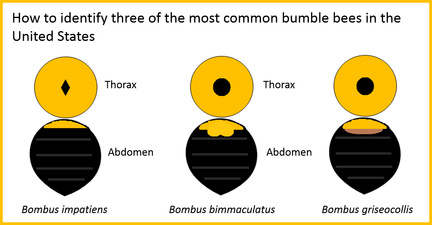 Bumble Bee Guide - Bumblebee (1410x737), Png Download