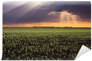 Field (400x400), Png Download