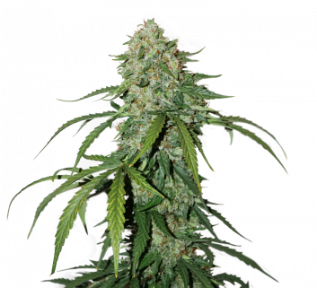 1 Silver Lime Haze Auto Feminized - Autoflowering Cannabis (400x320), Png Download