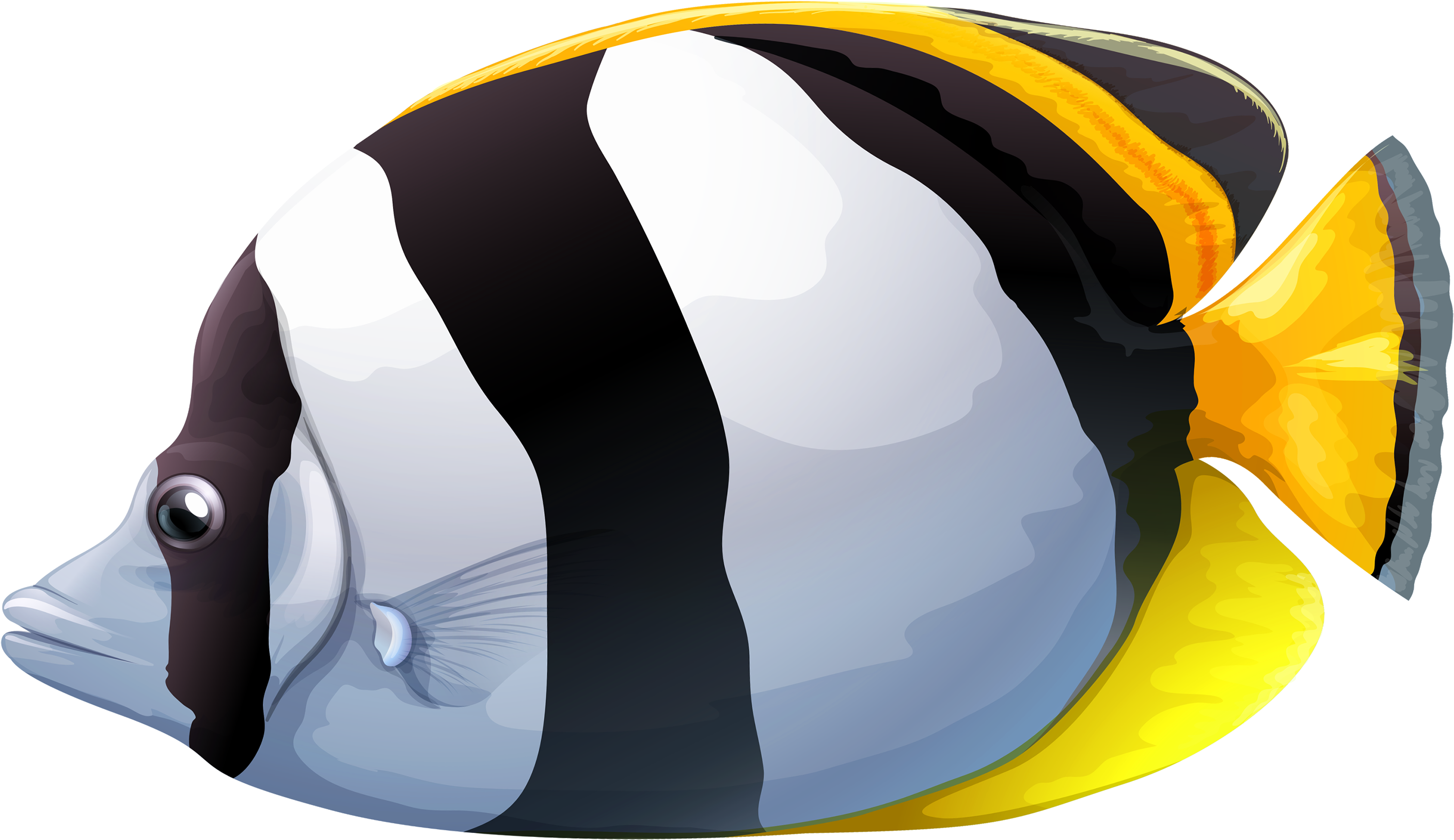White Chaetodon Butterfly Fish Png Clipart - Butterfly Fish Clip Art (3000x1823), Png Download