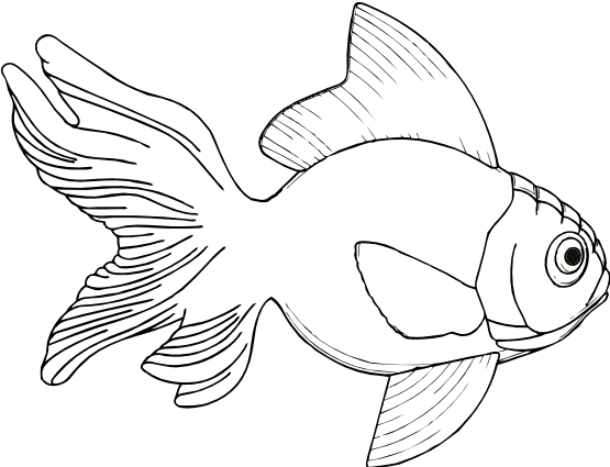 Black And White Fish Clipart - Fish Pictures In Black And White (555x425), Png Download