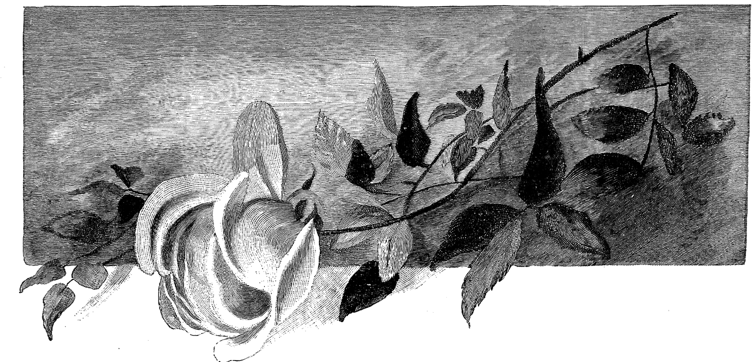 This Rose Image Would Be Lovely On A Handmade Greeting - Digital Stamp (1600x787), Png Download
