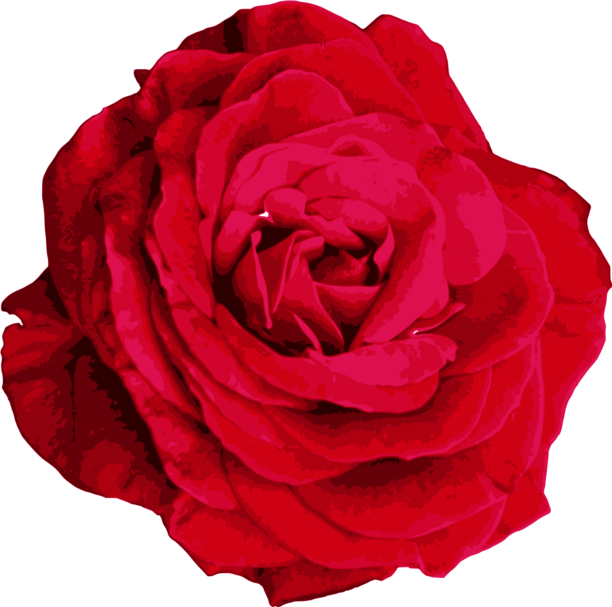 The Gallery For Gt Watercolor Flower Png - Hybrid Tea Rose (2000x2020), Png Download