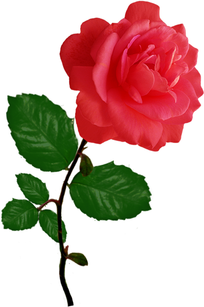 Red Red Rose Clipart - Rose Clipart Png (494x655), Png Download