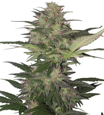 Planta De Marihuana Png - Red Dwarf Buddha Seeds (343x378), Png Download