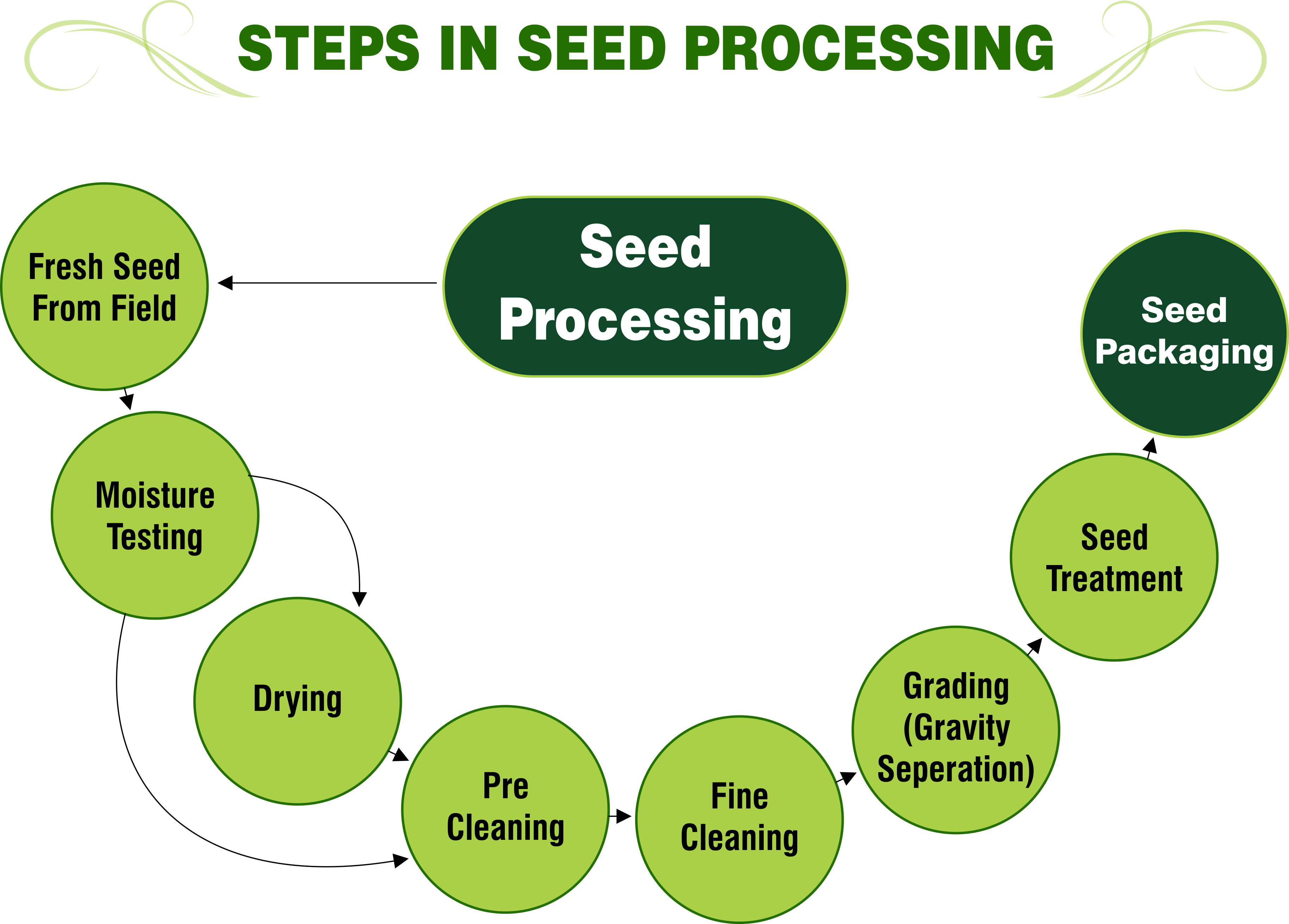 Steps In Seed Processing Png - Seed (3659x2623), Png Download