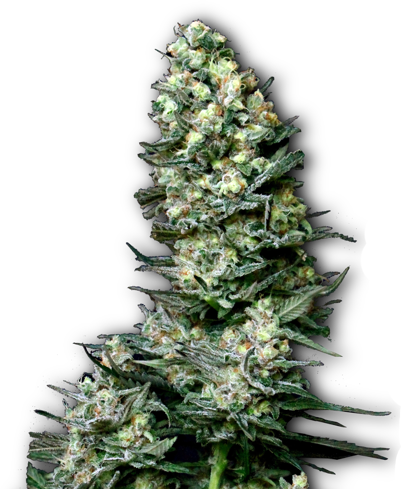 Semillas De Marihuana Productivas - Seed (1350x1000), Png Download