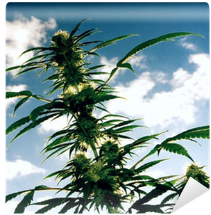Cannabis (400x400), Png Download