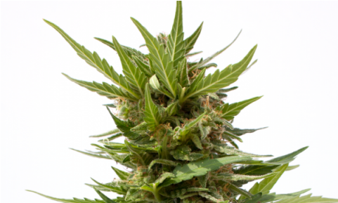 Semillas De Marihuana Ak Mir Auto De Sputnik Seeds - Seed (480x480), Png Download