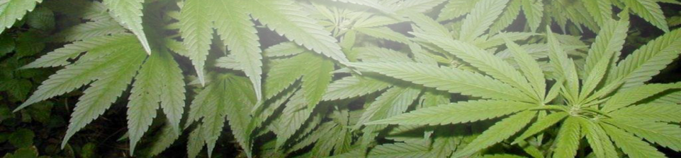 English Version - Houseplant (961x224), Png Download