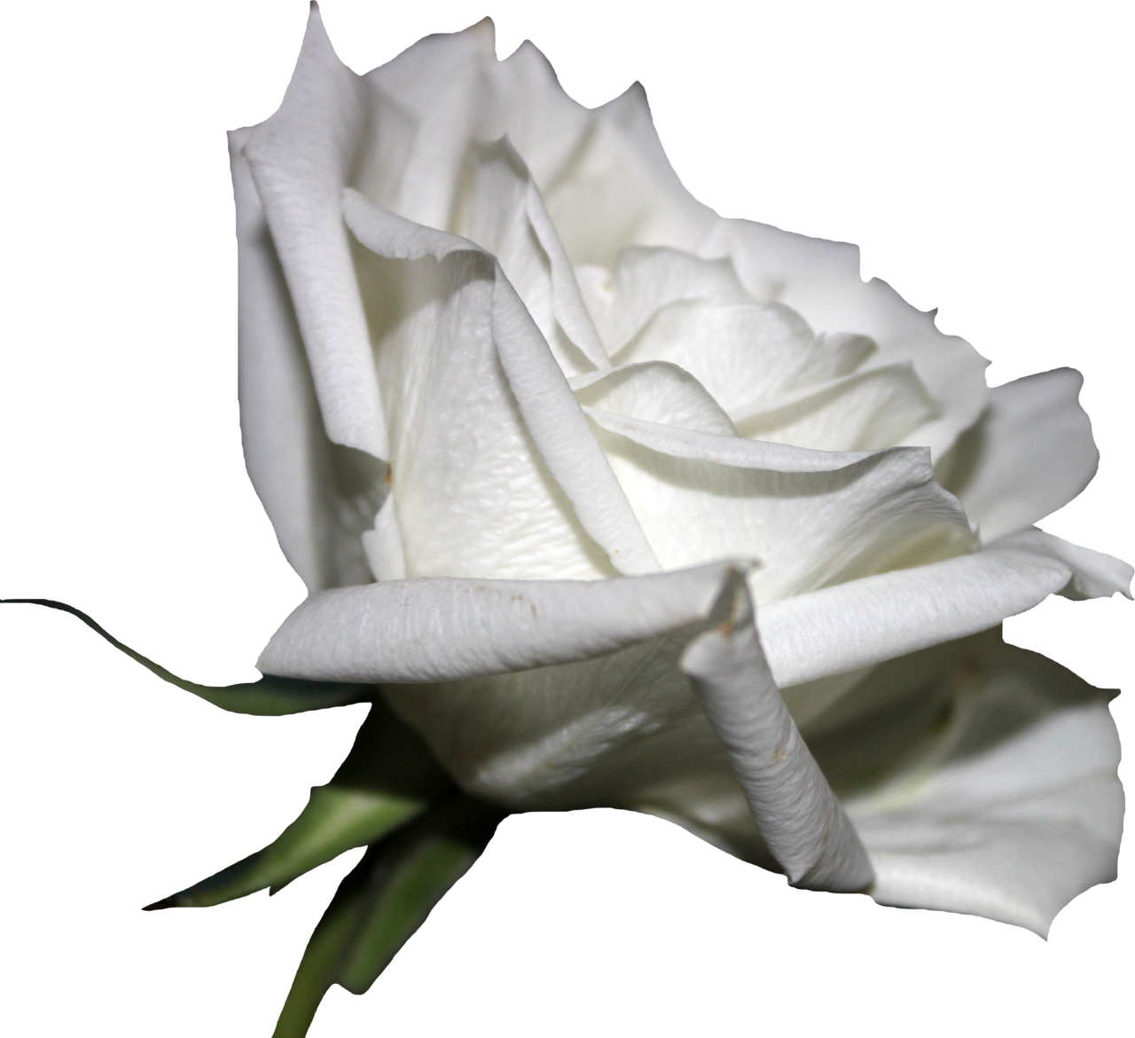 White Rose Clipart Png Format (1280x1170), Png Download