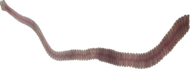By Michelle Z - Cucolepis Cincta (630x231), Png Download