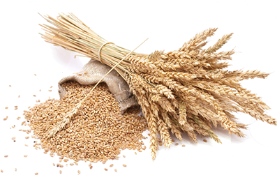 Grain Png Picture - Grain Png (500x250), Png Download
