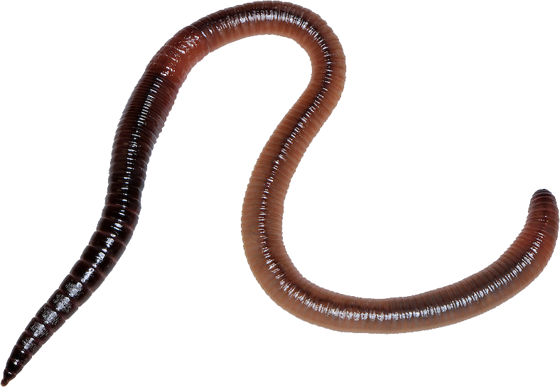 Worm Png (788x545), Png Download