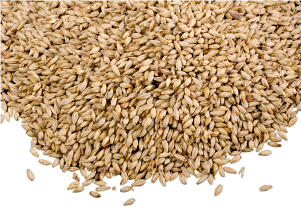 Grain Png Photo - Grains Png (600x460), Png Download