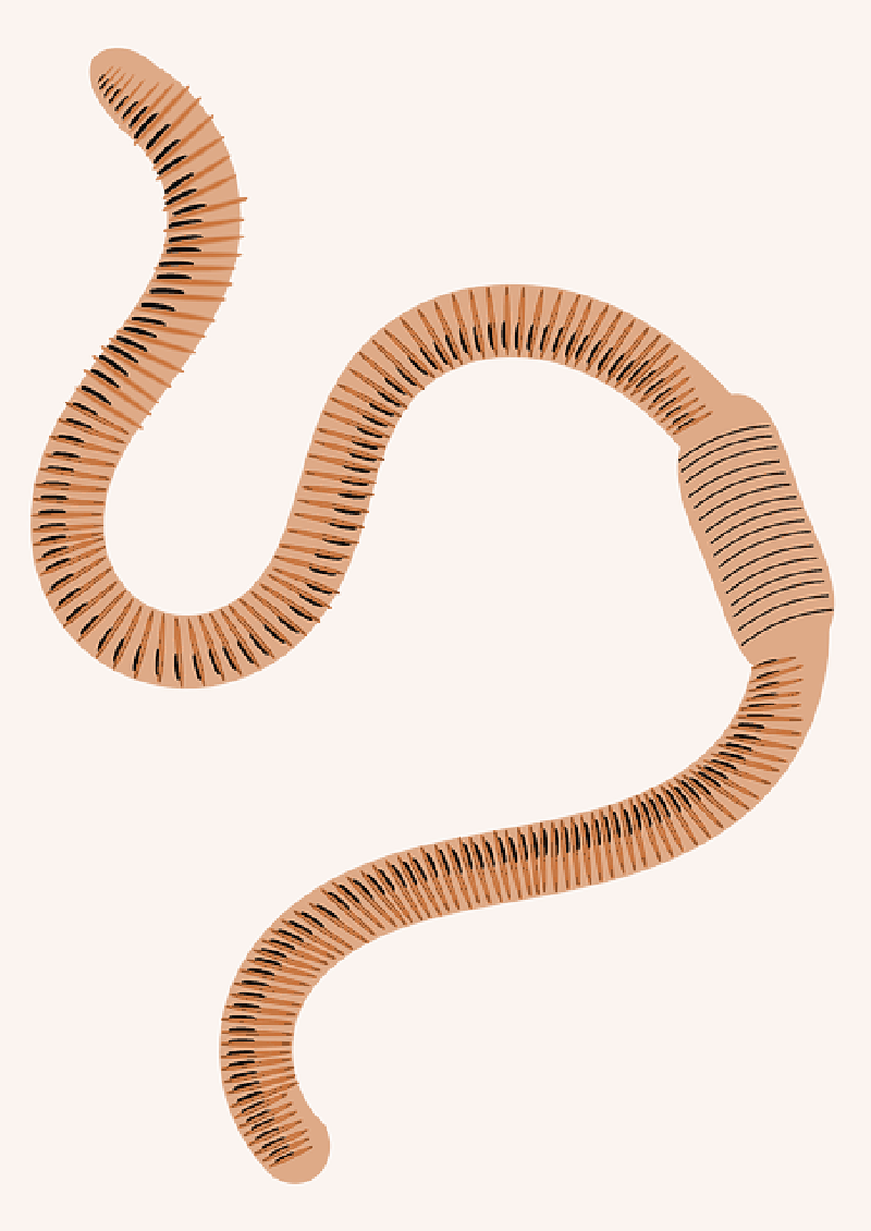 Mb Image/png - Earth Worm Clipart Png (800x1130), Png Download