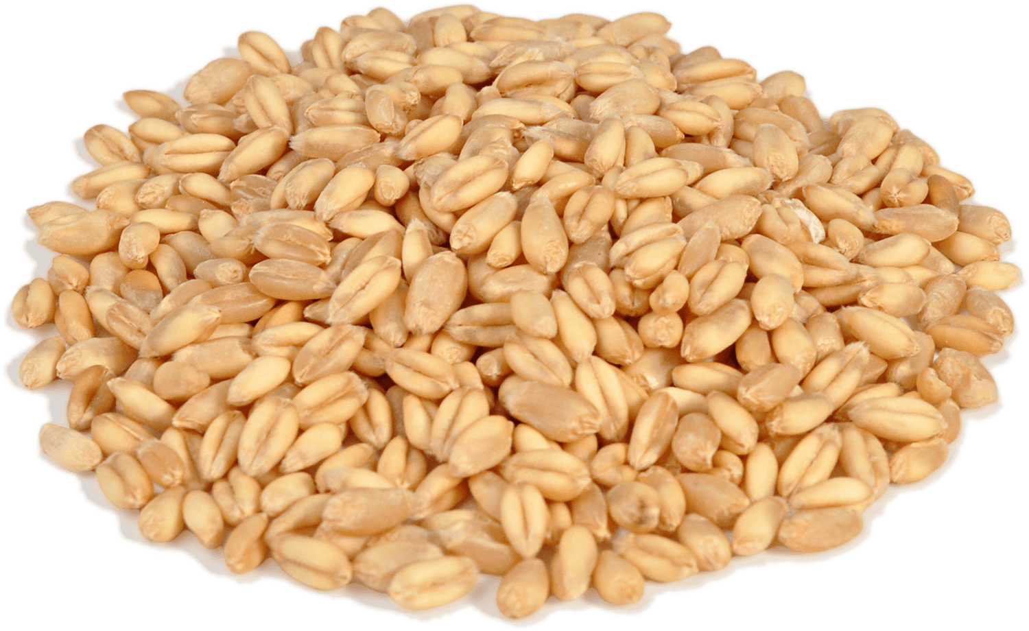 Buğday Tohumu (1500x920), Png Download