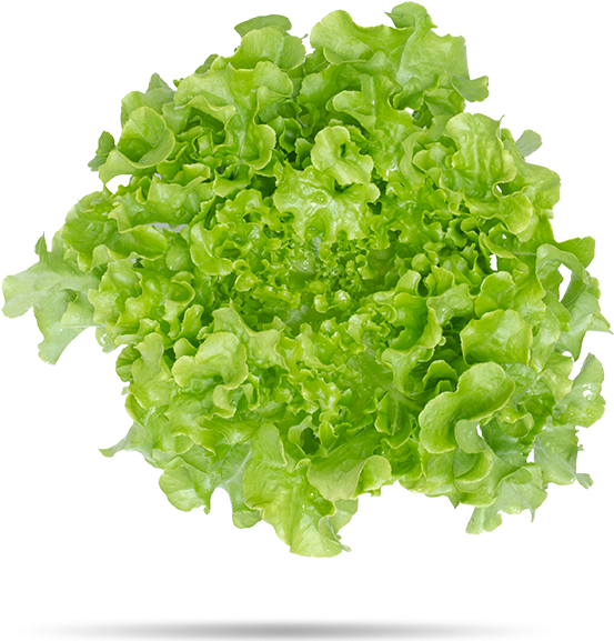 Green Oak Leaf Lettuce - Hoja De Lechuga Png (600x600), Png Download