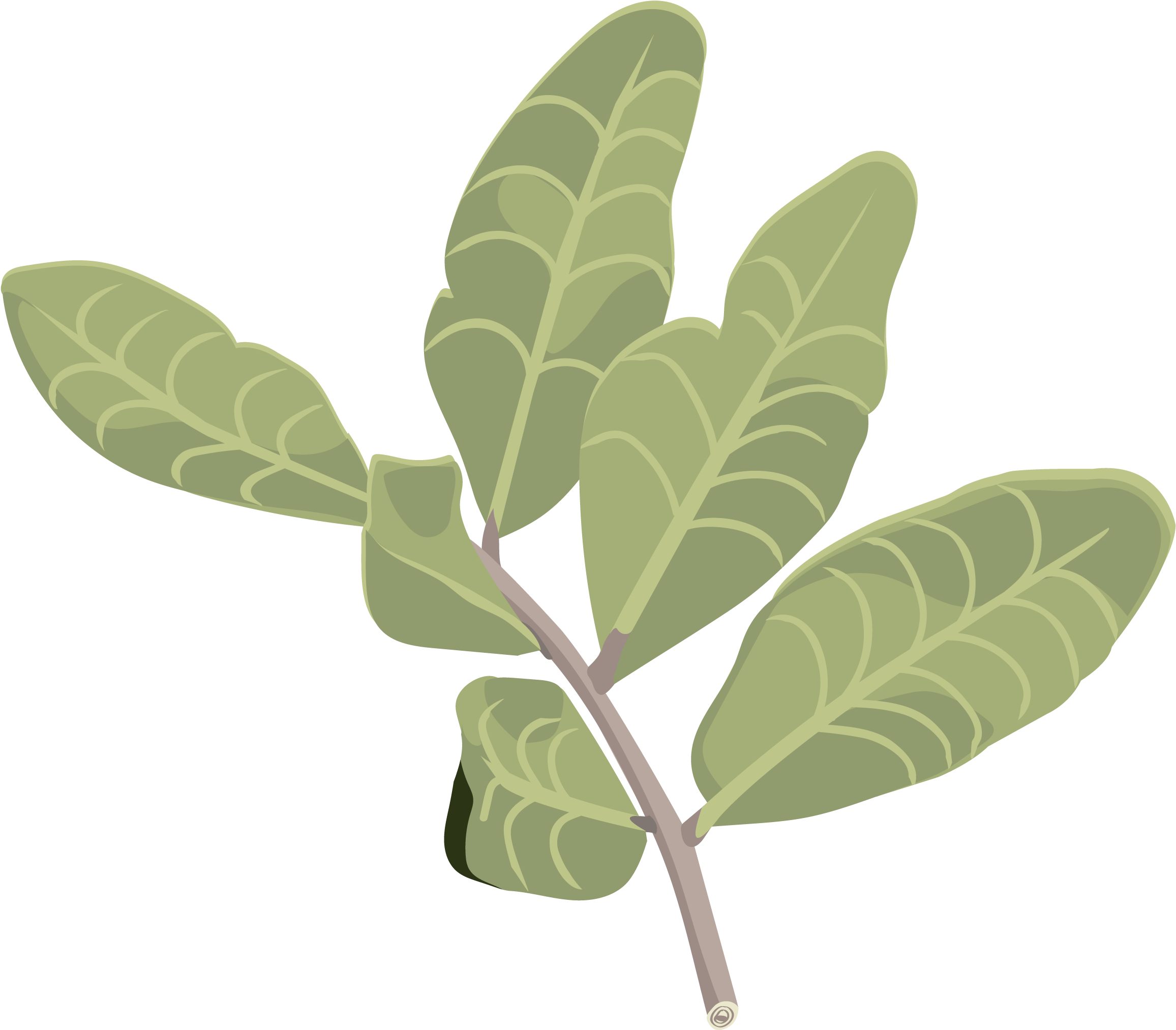 Lentisco - Gambel Oak (2480x3508), Png Download