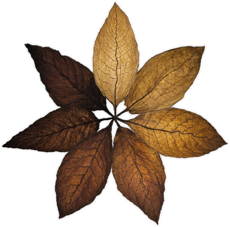 Oscuro - Imagenes De Hojas De Tabaco (465x459), Png Download
