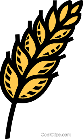 Wheat, Oats, Grain Royalty Free Vector Clip Art Illustration - Korn Getreide Clipart (289x480), Png Download