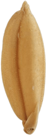 Download - Endive (400x600), Png Download
