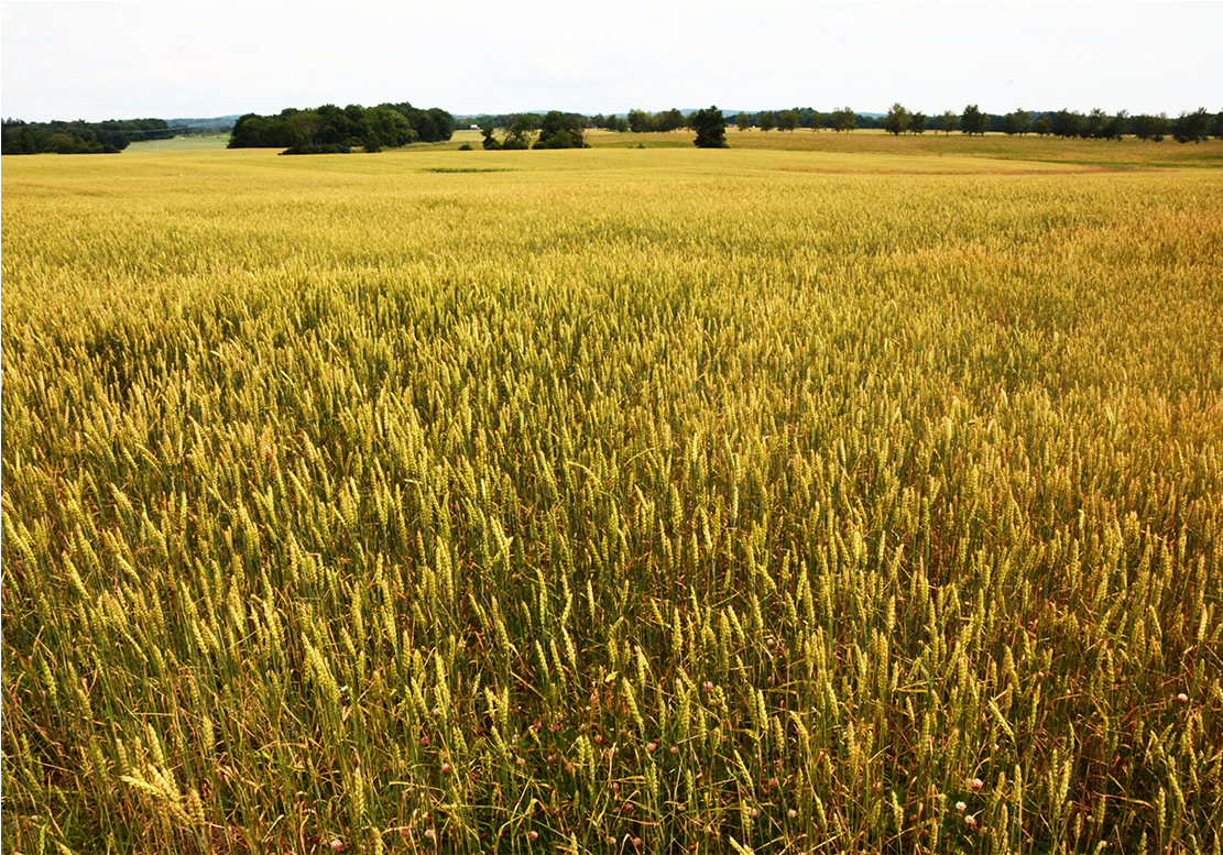 Stone House Farm Is Dedicated To Demonstrating A Viable - Field (2320x776), Png Download