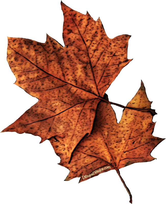 Jesús Núñez León - Hojas Secas Dibujo (651x800), Png Download