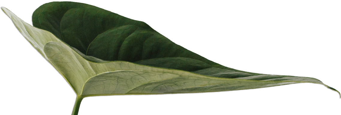 Organic Superfoods - Staphylea Colchica (1152x392), Png Download