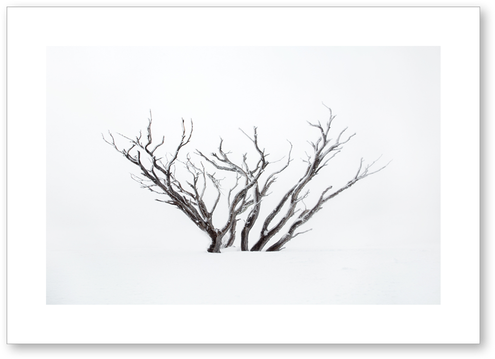 Snow-tree (1000x736), Png Download