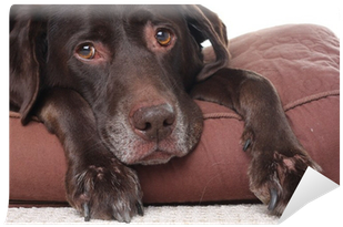 Do Dog Live (400x400), Png Download