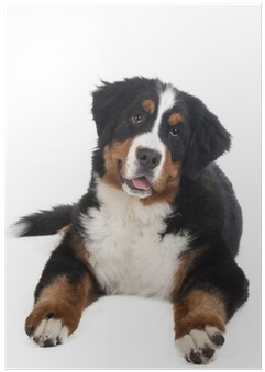 Berner Sennenhund On A White Background In The Studio, - Dog (400x400), Png Download