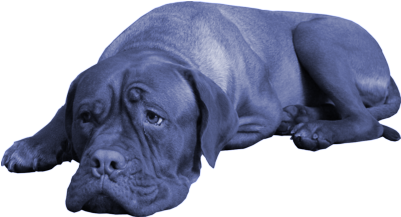 We Love Dogs Because They Are Unbridled, Distilled - Bull (800x800), Png Download