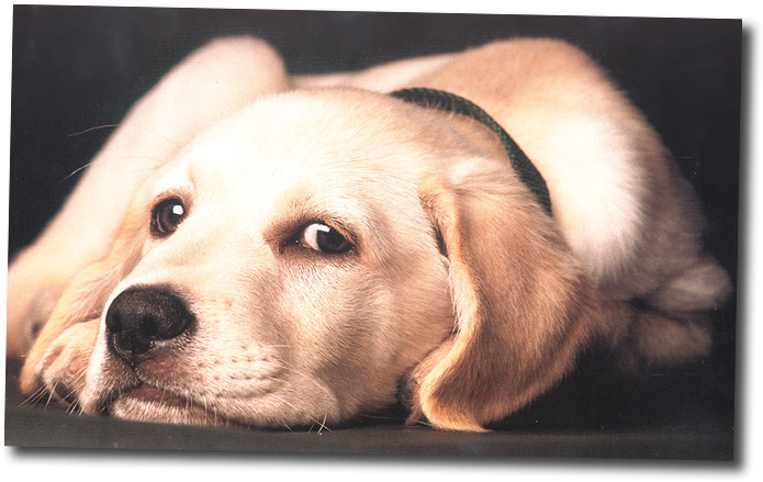 Sad Dog - Labrador Retriever (720x449), Png Download