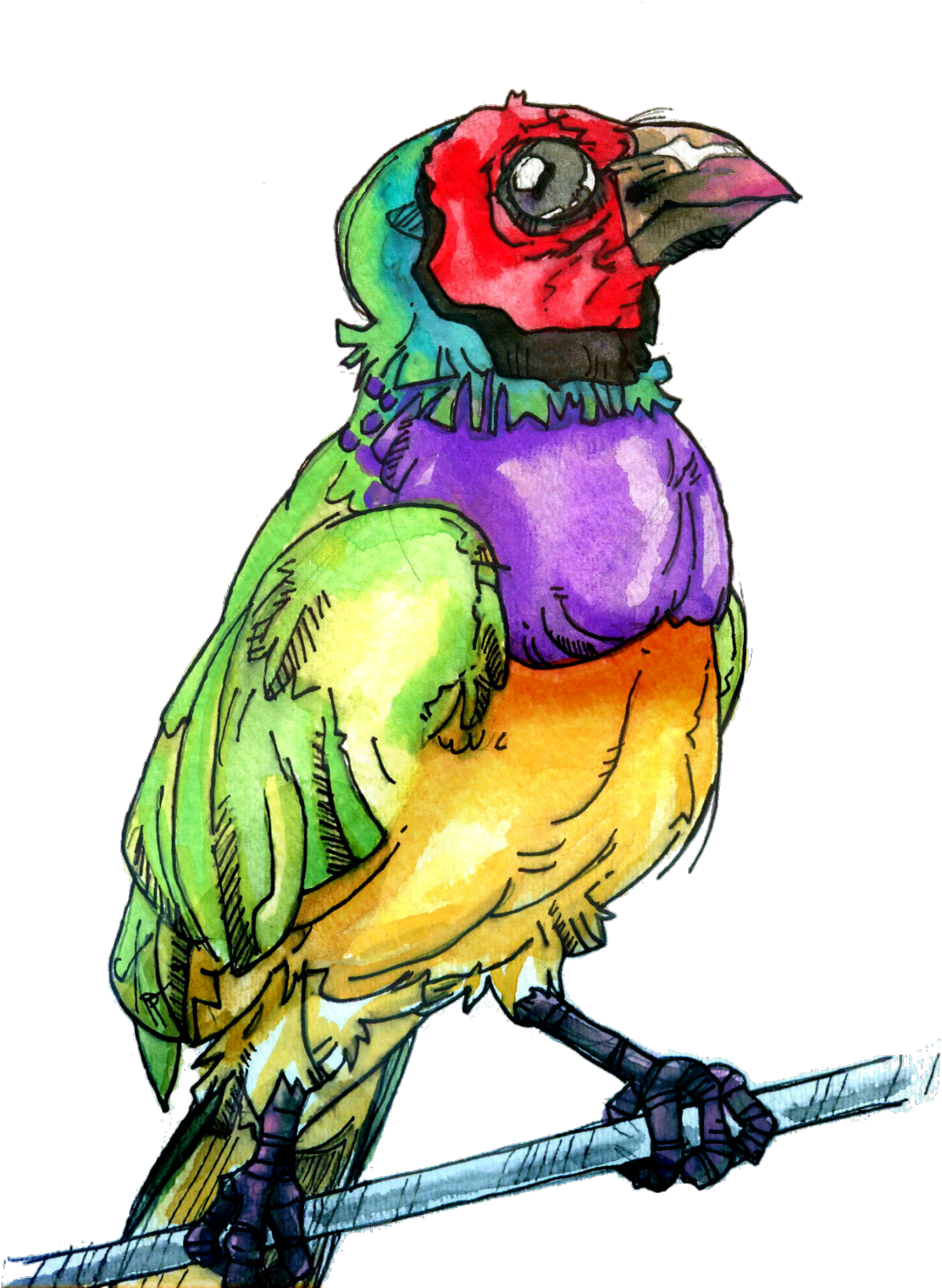 Gouldian Finch Bird Bird Art Finch Finch Art Illustration - Gouldian Finch (1280x1707), Png Download